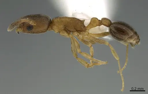 Cardiocondyla nuda specimen