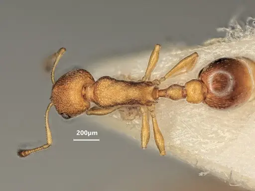 Cardiocondyla obscurior specimen