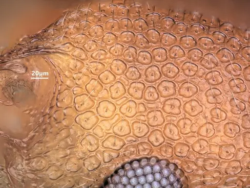 Cardiocondyla obscurior specimen