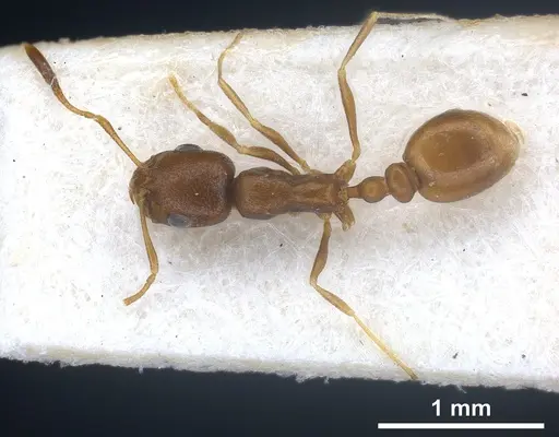 Cardiocondyla opistopsis specimen