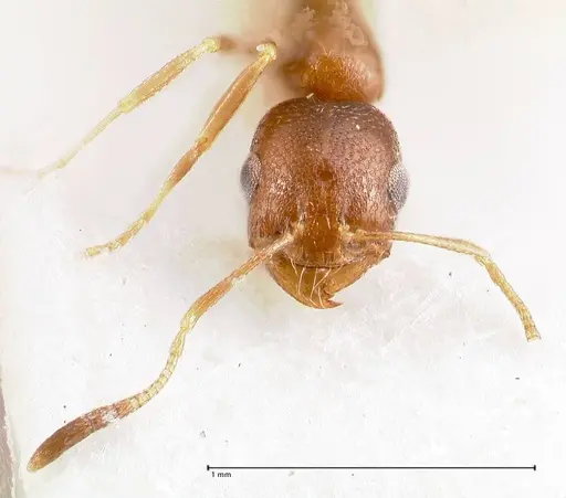 Cardiocondyla opistopsis specimen