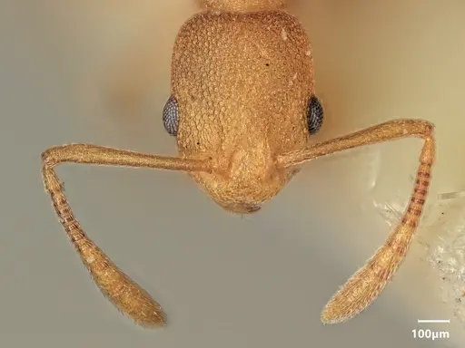 Cardiocondyla papuana specimen