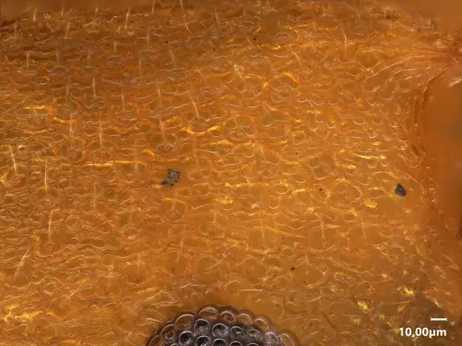 Cardiocondyla papuana specimen