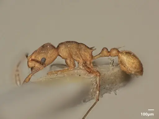 Cardiocondyla papuana - ANTWEB1048528