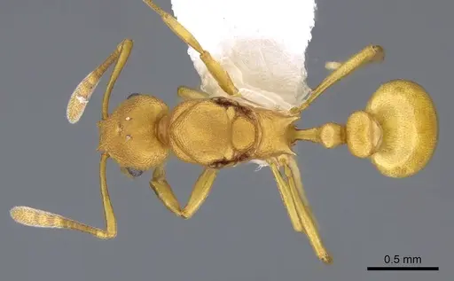 Cardiocondyla papuana - CASENT0914968