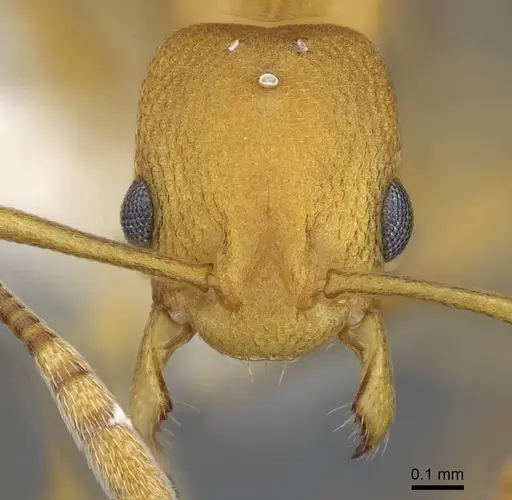 Cardiocondyla papuana - CASENT0914968