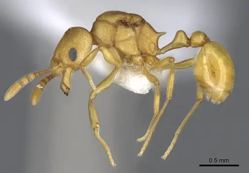 Cardiocondyla papuana - CASENT0914968