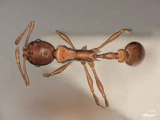 Cardiocondyla paradoxa specimen