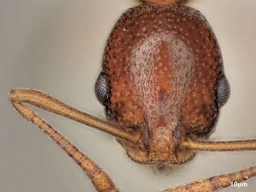 Cardiocondyla paradoxa specimen