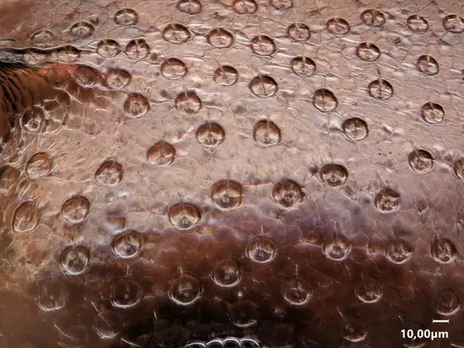 Cardiocondyla paradoxa specimen