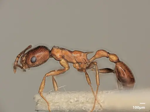 Cardiocondyla paradoxa - ANTWEB1048529