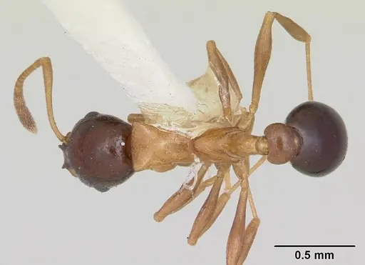 Cardiocondyla paradoxa - CASENT0103276