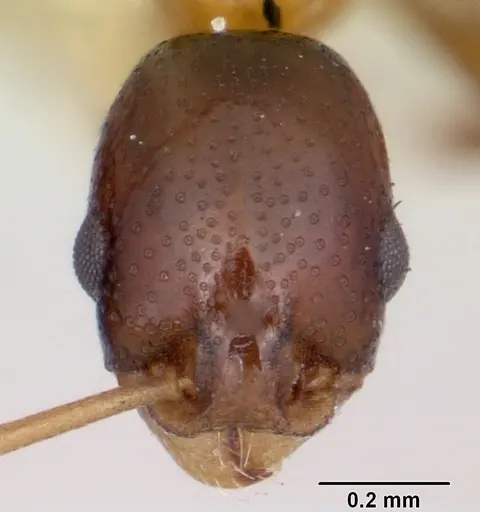 Cardiocondyla paradoxa - CASENT0103276