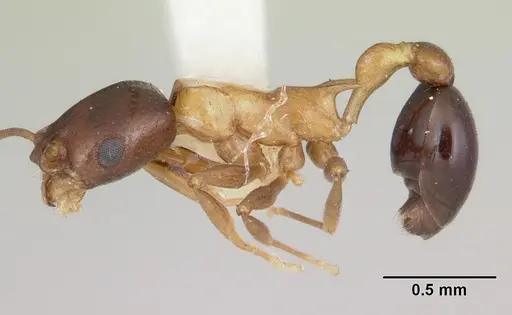 Cardiocondyla paradoxa - CASENT0103276
