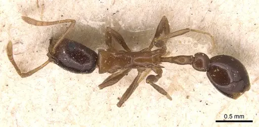 Cardiocondyla paradoxa - CASENT0904465