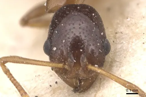 Cardiocondyla paradoxa - CASENT0904465