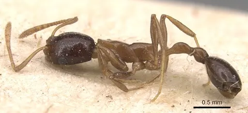 Cardiocondyla paradoxa - CASENT0904465