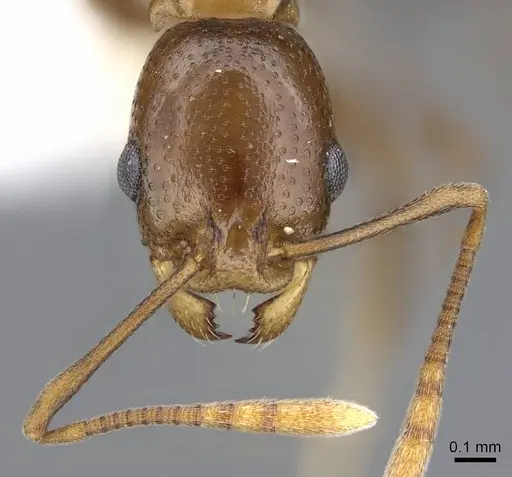 Cardiocondyla paradoxa - CASENT0914969