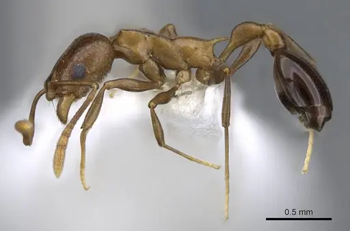 Cardiocondyla paradoxa - CASENT0914969