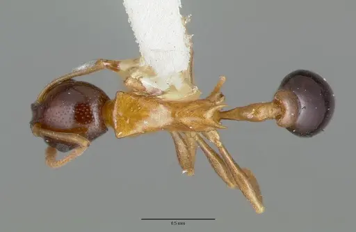 Cardiocondyla paradoxa - CASTYPE06949