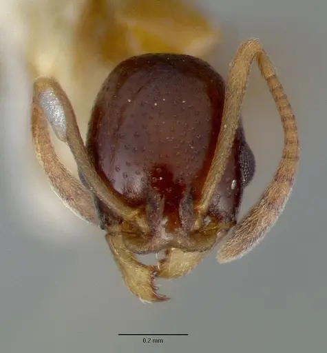 Cardiocondyla paradoxa - CASTYPE06949