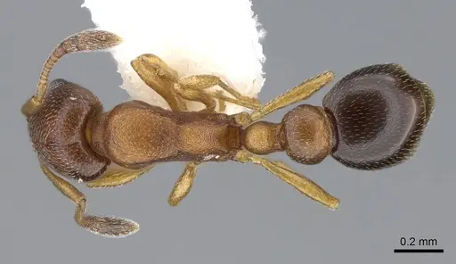 Cardiocondyla paranuda specimen