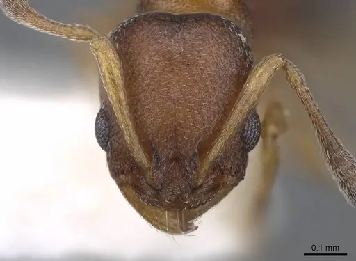 Cardiocondyla paranuda specimen