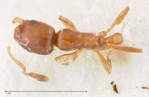 Cardiocondyla paranuda - FOCOL0739