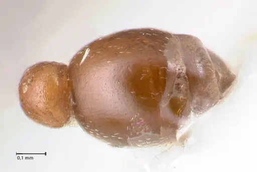 Cardiocondyla paranuda - FOCOL0739