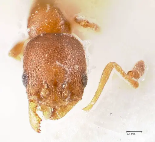 Cardiocondyla paranuda - FOCOL0739