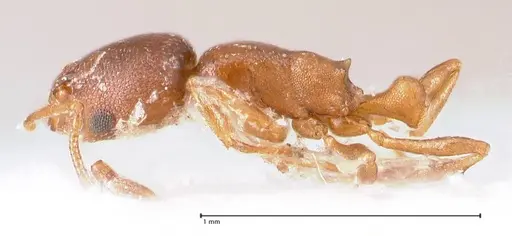 Cardiocondyla paranuda - FOCOL0739