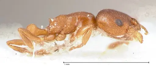 Cardiocondyla paranuda - FOCOL0739