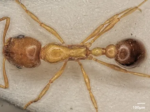 Cardiocondyla parvinoda specimen