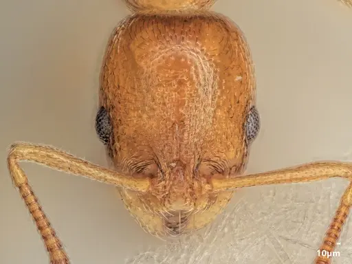 Cardiocondyla parvinoda specimen