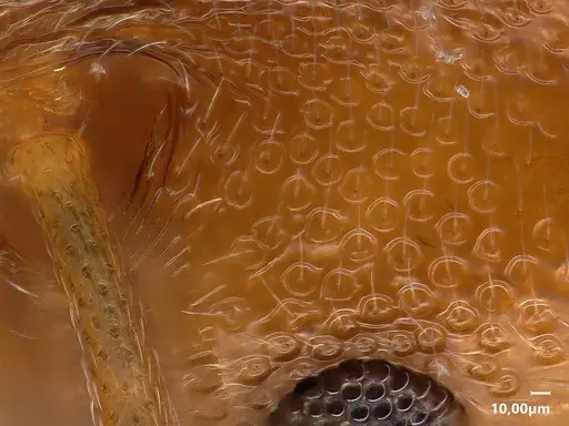 Cardiocondyla parvinoda specimen