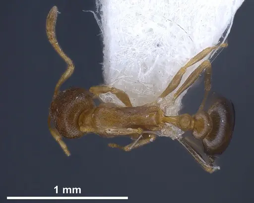 Cardiocondyla persiana specimen
