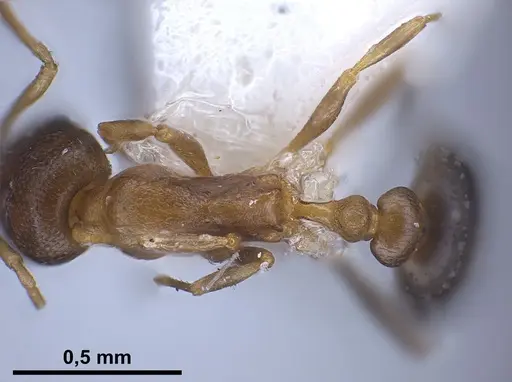 Cardiocondyla persiana specimen