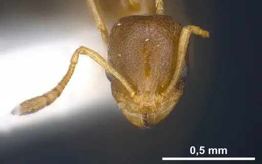 Cardiocondyla persiana specimen