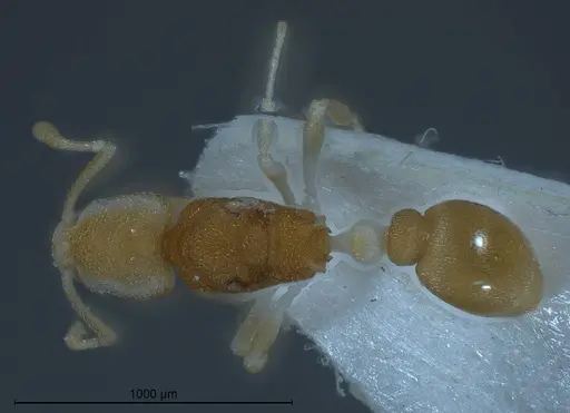 Cardiocondyla pirata specimen