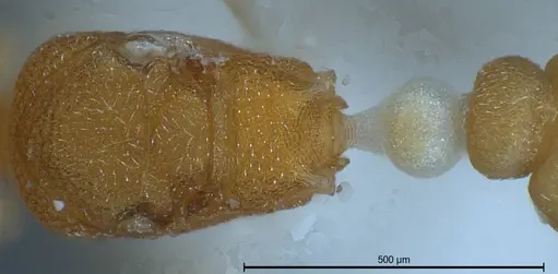 Cardiocondyla pirata specimen