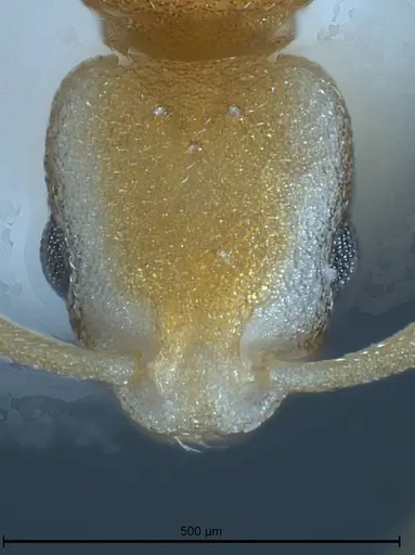 Cardiocondyla pirata specimen