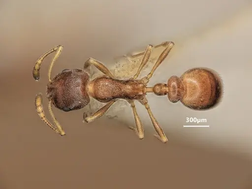 Cardiocondyla rolandi specimen