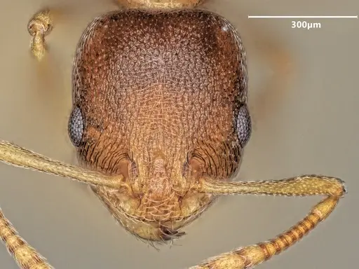 Cardiocondyla rolandi specimen