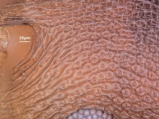 Cardiocondyla rolandi specimen