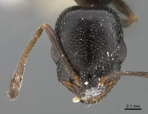 Cardiocondyla rugulosa specimen