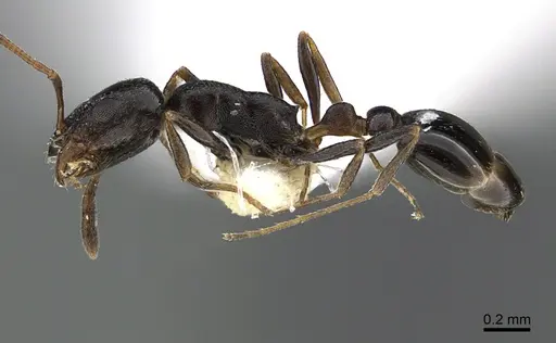 Cardiocondyla rugulosa specimen