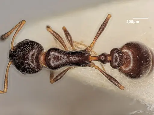 Cardiocondyla sahlbergi specimen