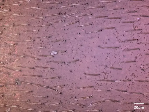 Cardiocondyla sahlbergi specimen