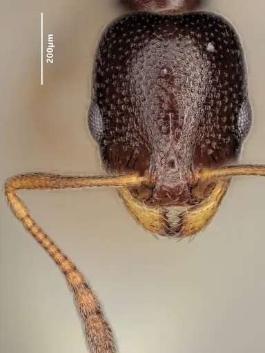 Cardiocondyla sahlbergi specimen