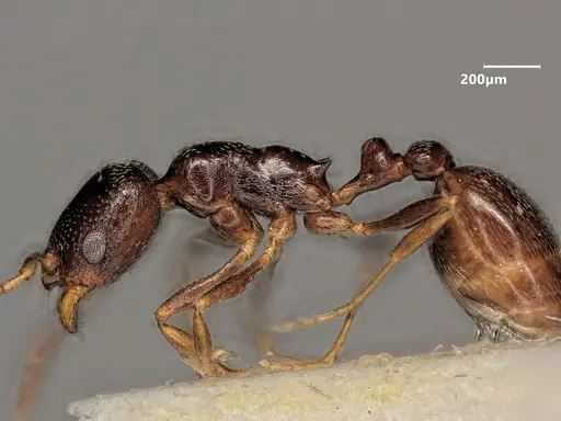 Cardiocondyla sahlbergi - ANTWEB1048534